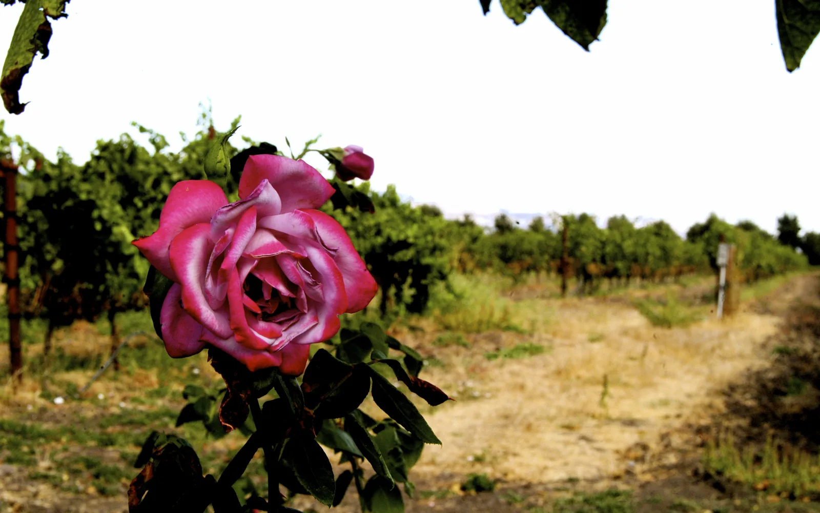 Cline Vineyards in Sonoma County showing rows of grapevines and winery buildings