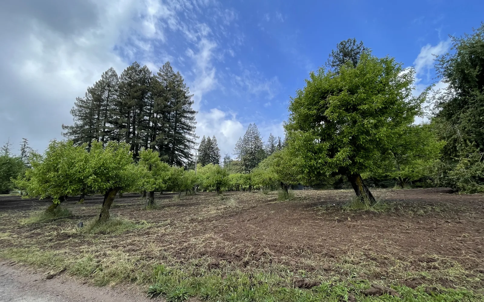 Apple orchard in Sebastopol, California with blooming trees in springtime